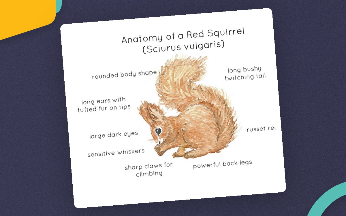 Red Squirrel Anatomy Poster – Watercolor Print cover.