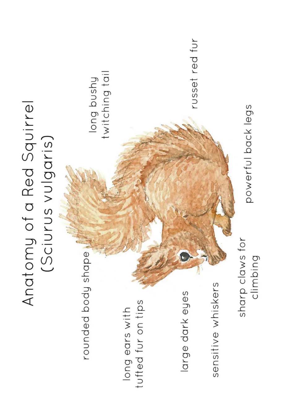 Red squirrel anatomy (Sciurus vulgaris): watercolor squirrel labelled with tufted ears, whiskers, claws, back legs and tail