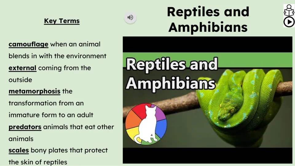 Video lesson slide defines camouflage, external, metamorphosis, predators, and scales in a key terms list