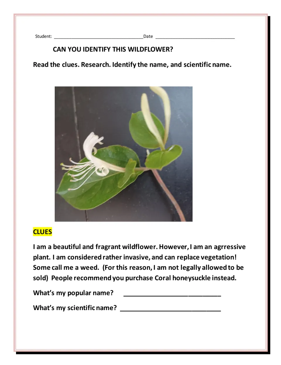 Wildflower ID: students read clues about an invasive flower in a photo, then research its common and scientific names