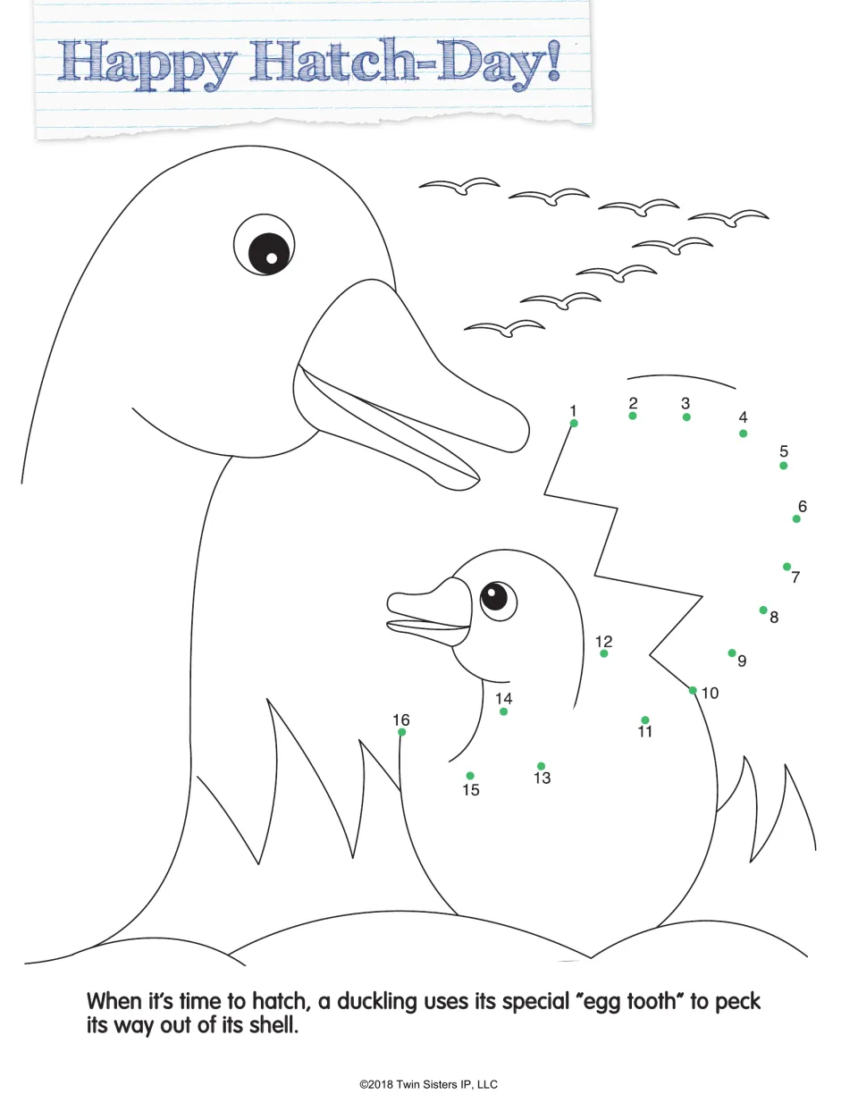 Happy Hatch-Day!: students join dots 1 to 16 to draw an eggshell around a duckling beside its mother; egg tooth fact