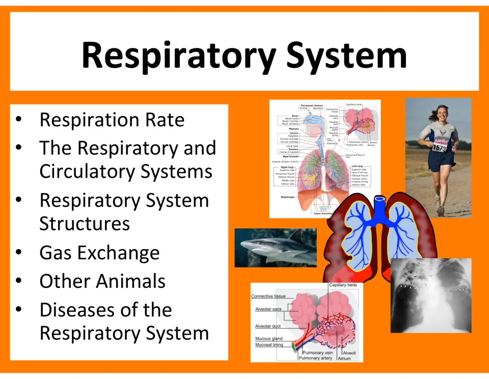 Lesson cover listing respiration rate, circulation connections, structures, gas exchange, animals, and diseases