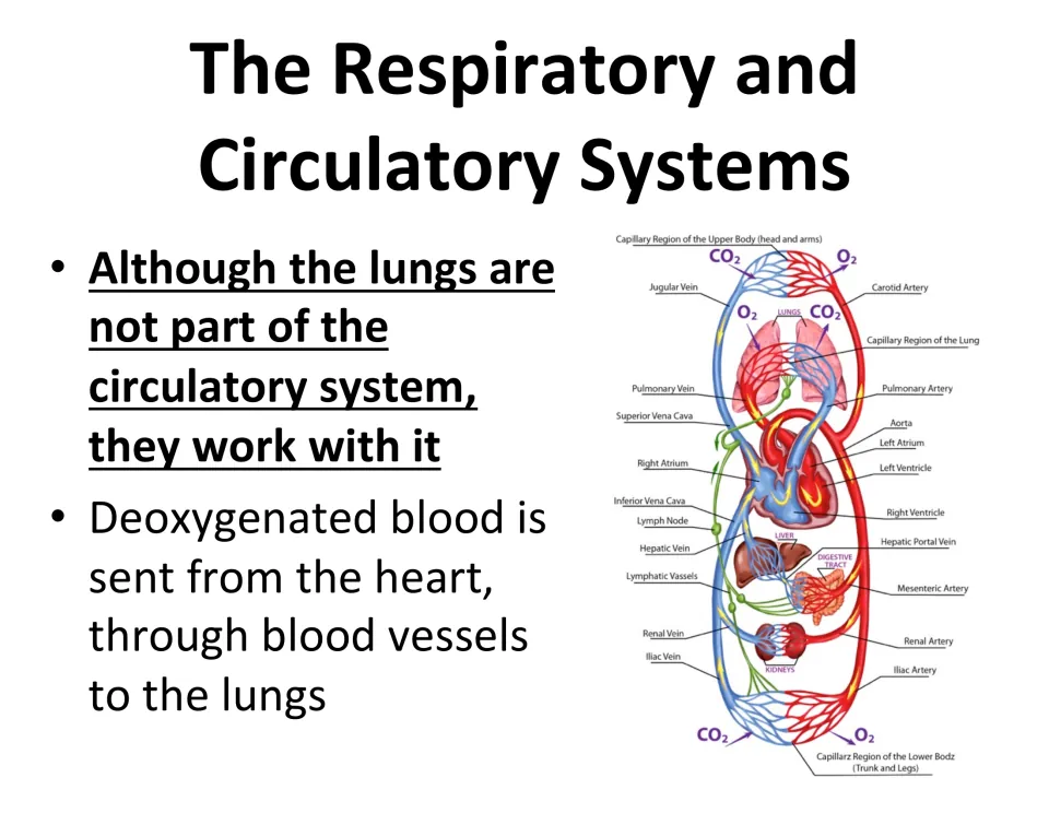 Circulation connection slide explains deoxygenated blood traveling from the heart to the lungs through vessels