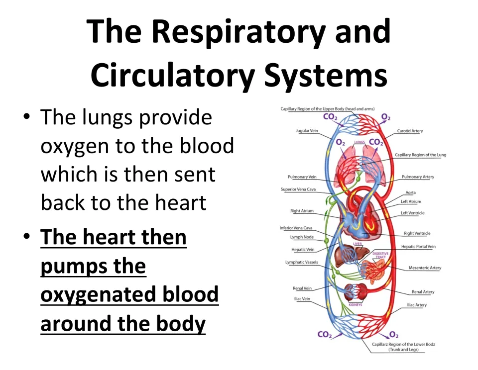 Circulation connection slide explains oxygen entering blood in the lungs and the heart pumping it around the body
