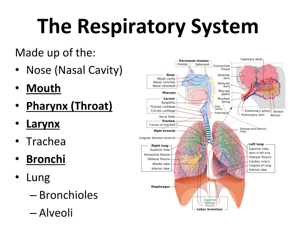 Anatomy overview slide lists the nose, mouth, pharynx, larynx, trachea, bronchi, bronchioles, and alveoli