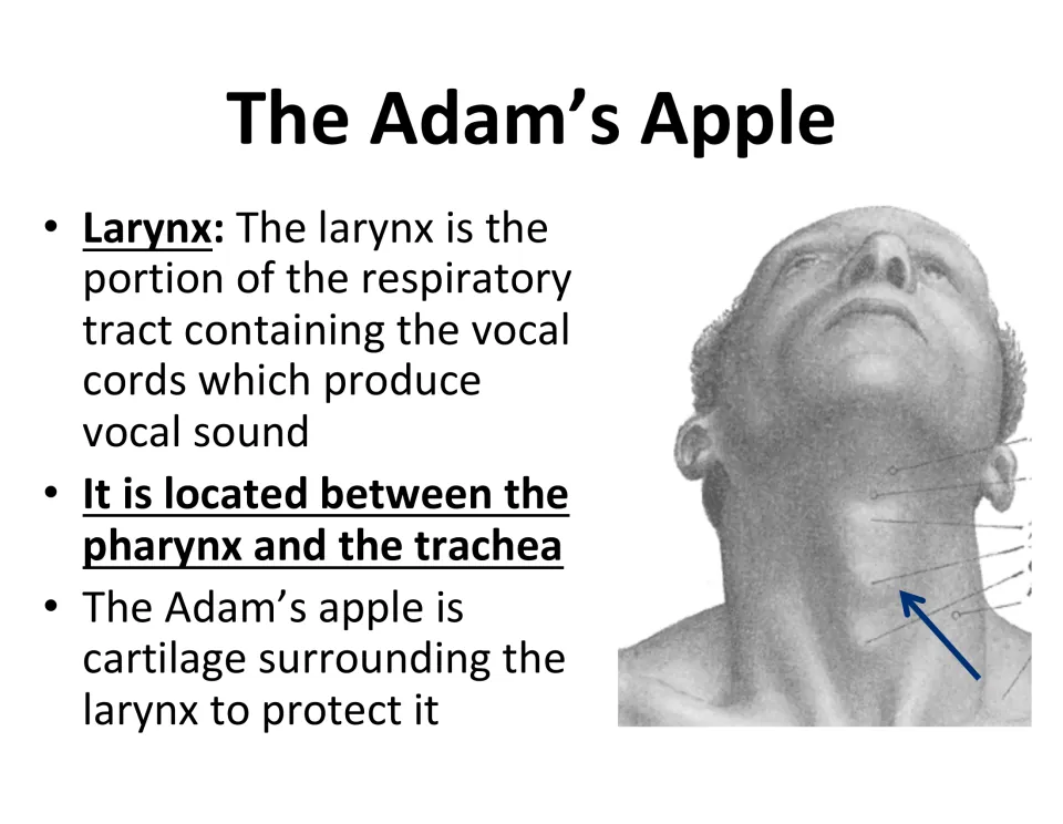 Larynx lesson slide explains vocal cords, location between pharynx and trachea, and protective cartilage