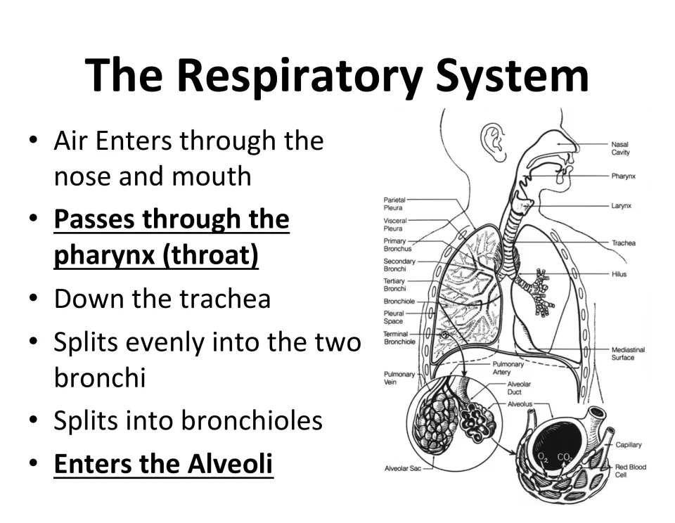 Air pathway slide traces breathing from the nose and mouth through the pharynx to bronchioles and alveoli