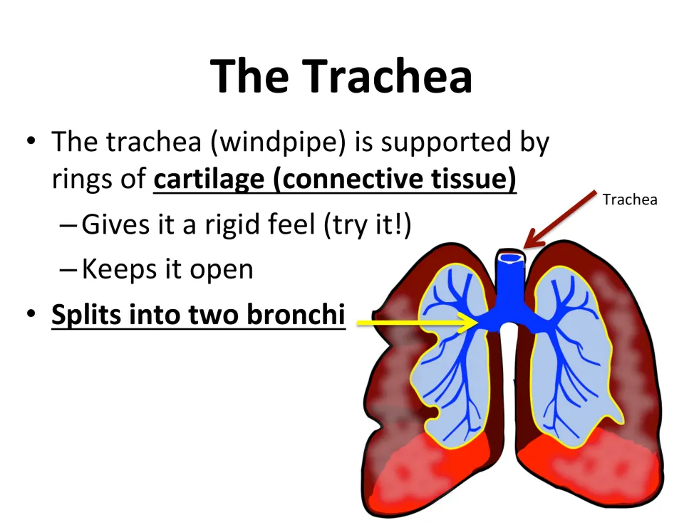Trachea lesson slide explains how cartilage rings keep the windpipe open and shows its split into two bronchi