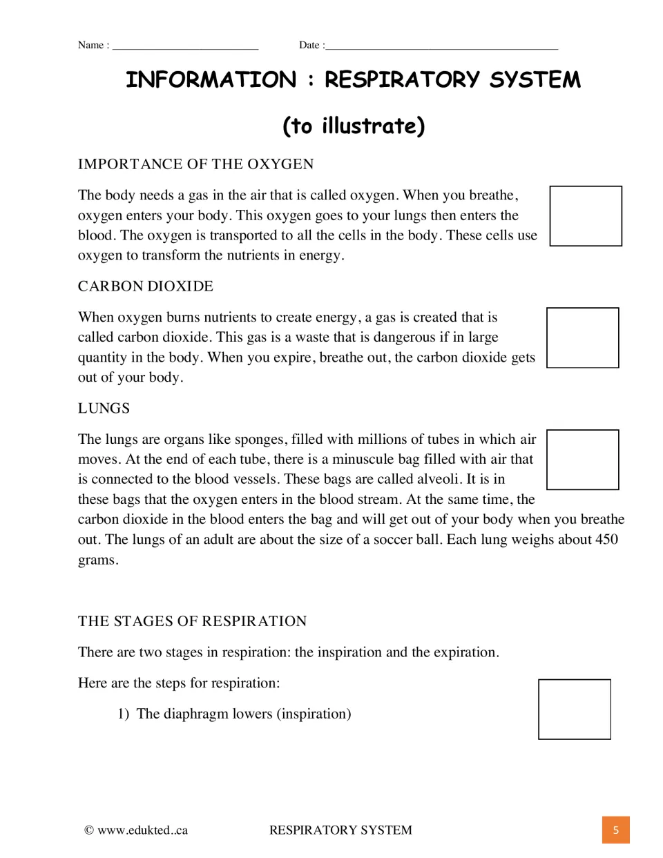 Oxygen, carbon dioxide and lungs text to illustrate: students read about alveoli and draw a picture beside each paragraph