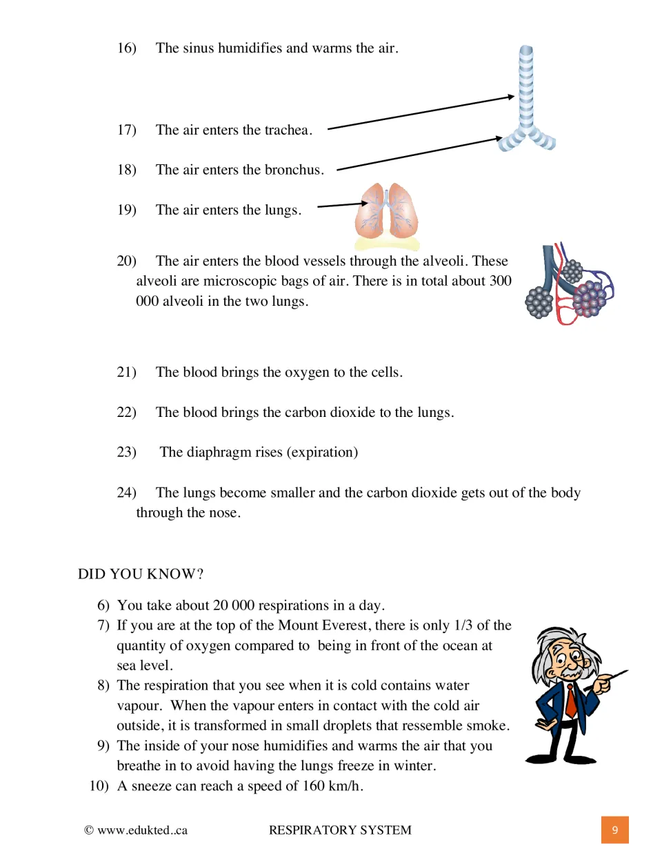 Air's path from sinus to trachea, bronchus, lungs and alveoli with arrows, plus expiration steps and Did You Know facts