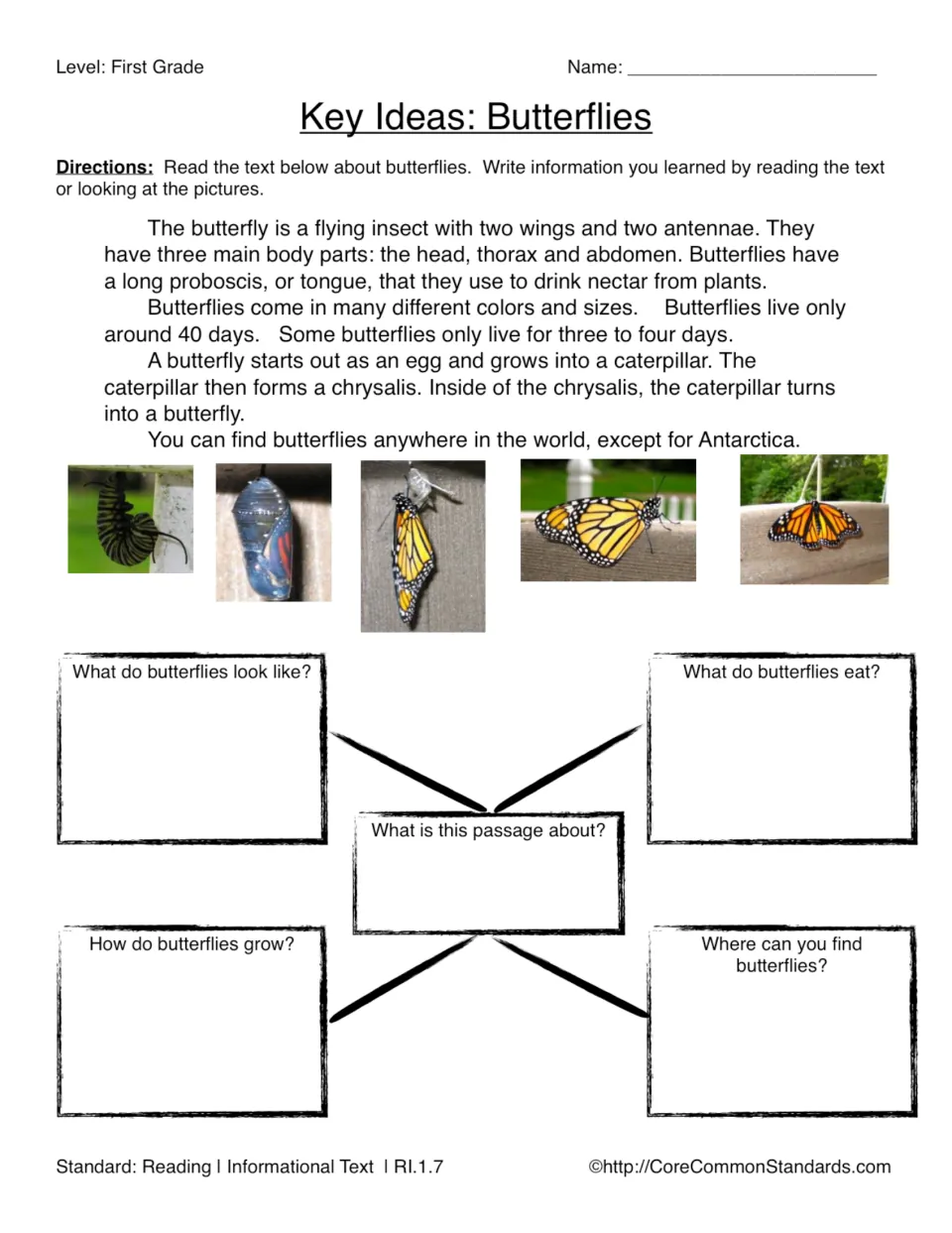 Butterfly reading worksheet: passage and life cycle photos with questions about appearance, food, and growth.