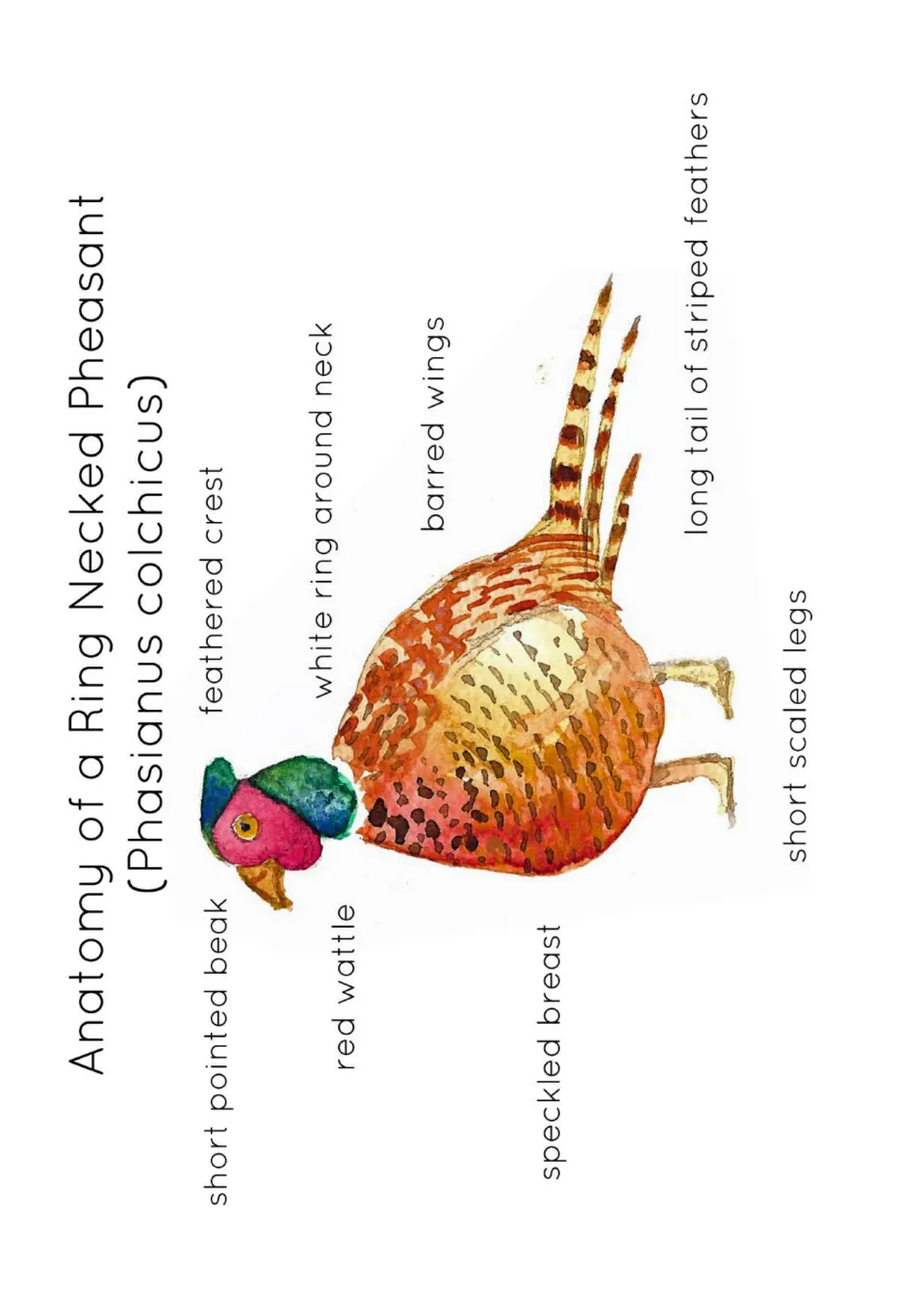 Anatomy poster of a ring-necked pheasant labeling its red wattle, barred wings, speckled breast and tail