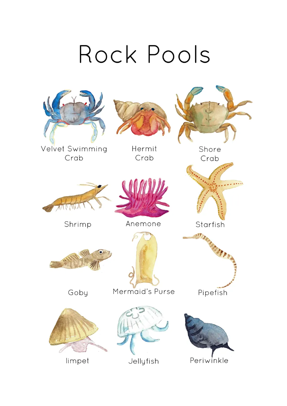 Rock pool identification poster showing all 12 flashcard subjects, including crabs, shrimp and jellyfish