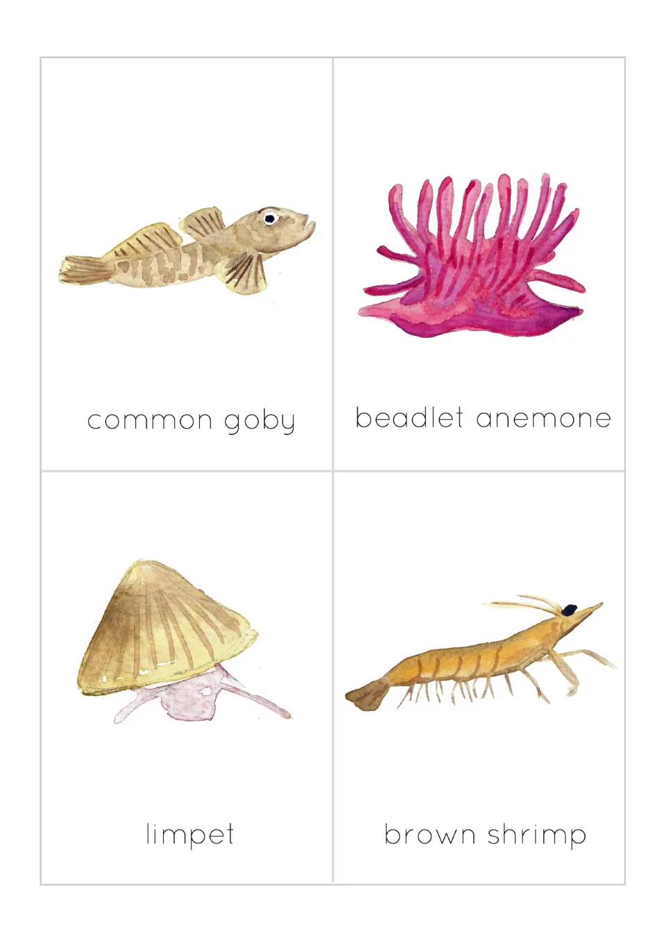 Flashcards 1–4 of 12: common goby, beadlet anemone, limpet and brown shrimp, each illustrated and labeled