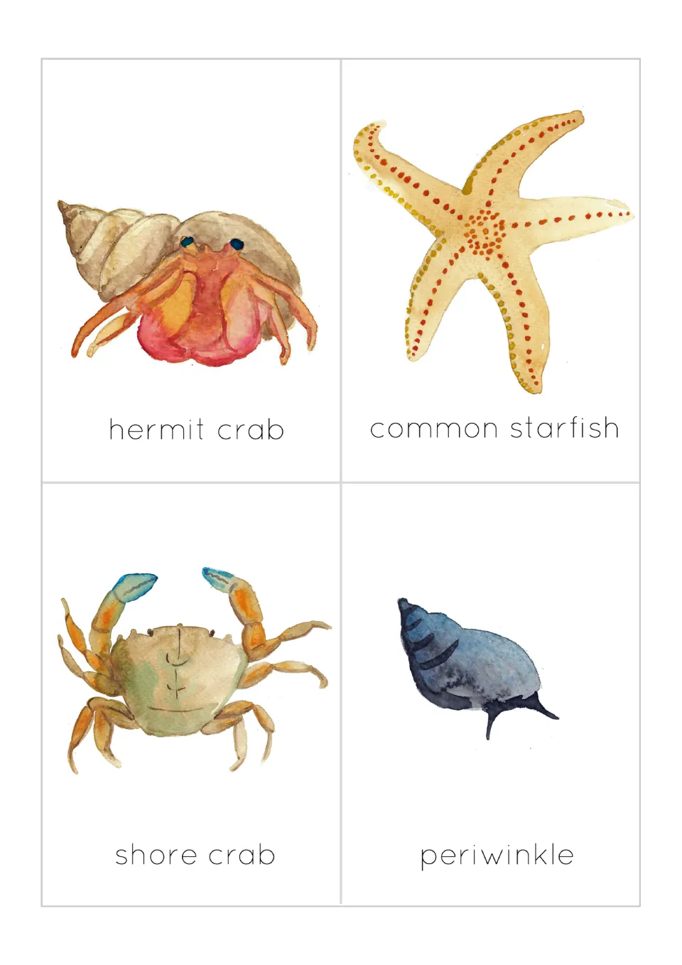 Flashcards 5–8 of 12: hermit crab, common starfish, shore crab and periwinkle, each illustrated and labeled