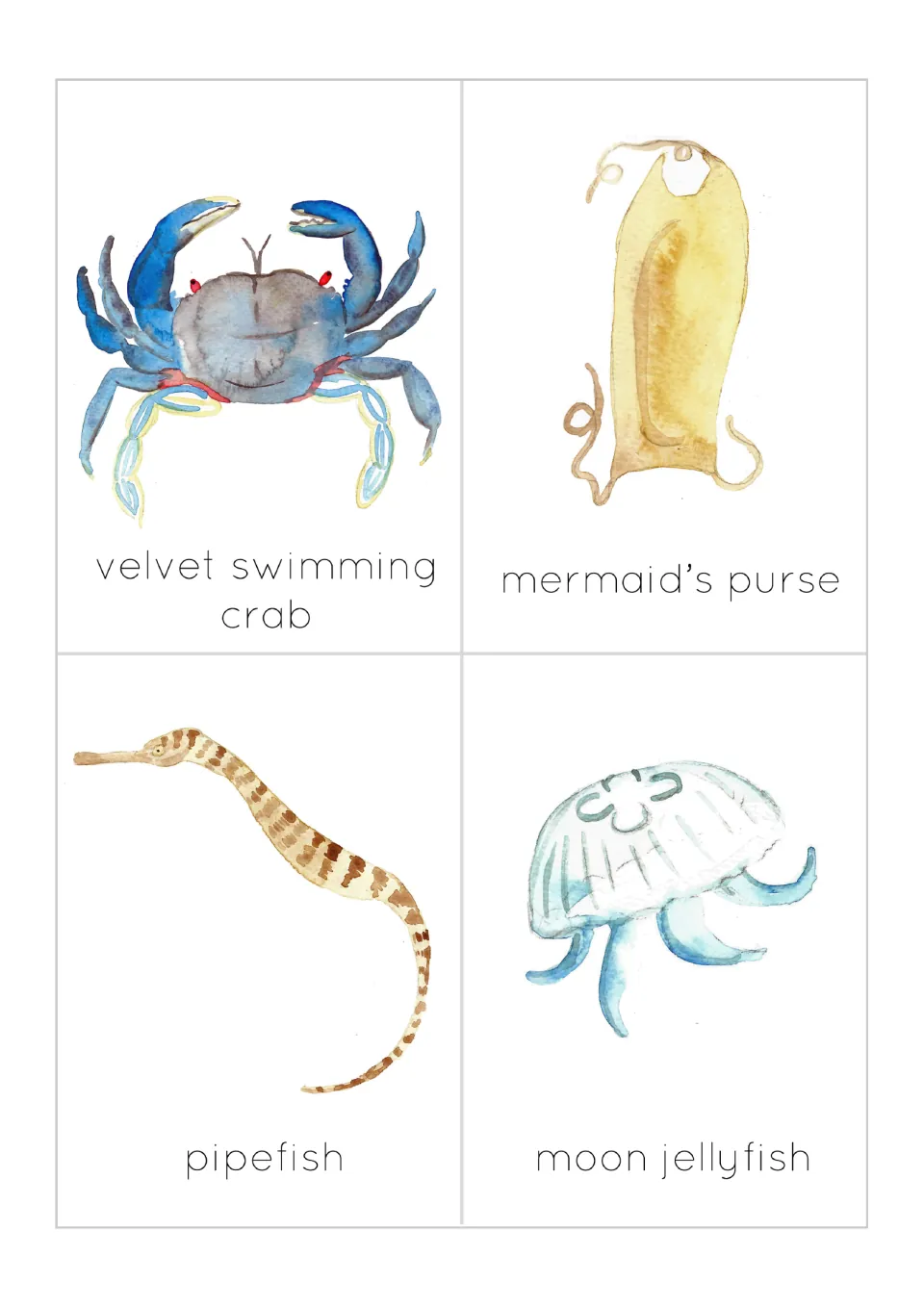 Flashcards 9–12 of 12: illustrated velvet swimming crab, mermaid’s purse, pipefish and moon jellyfish