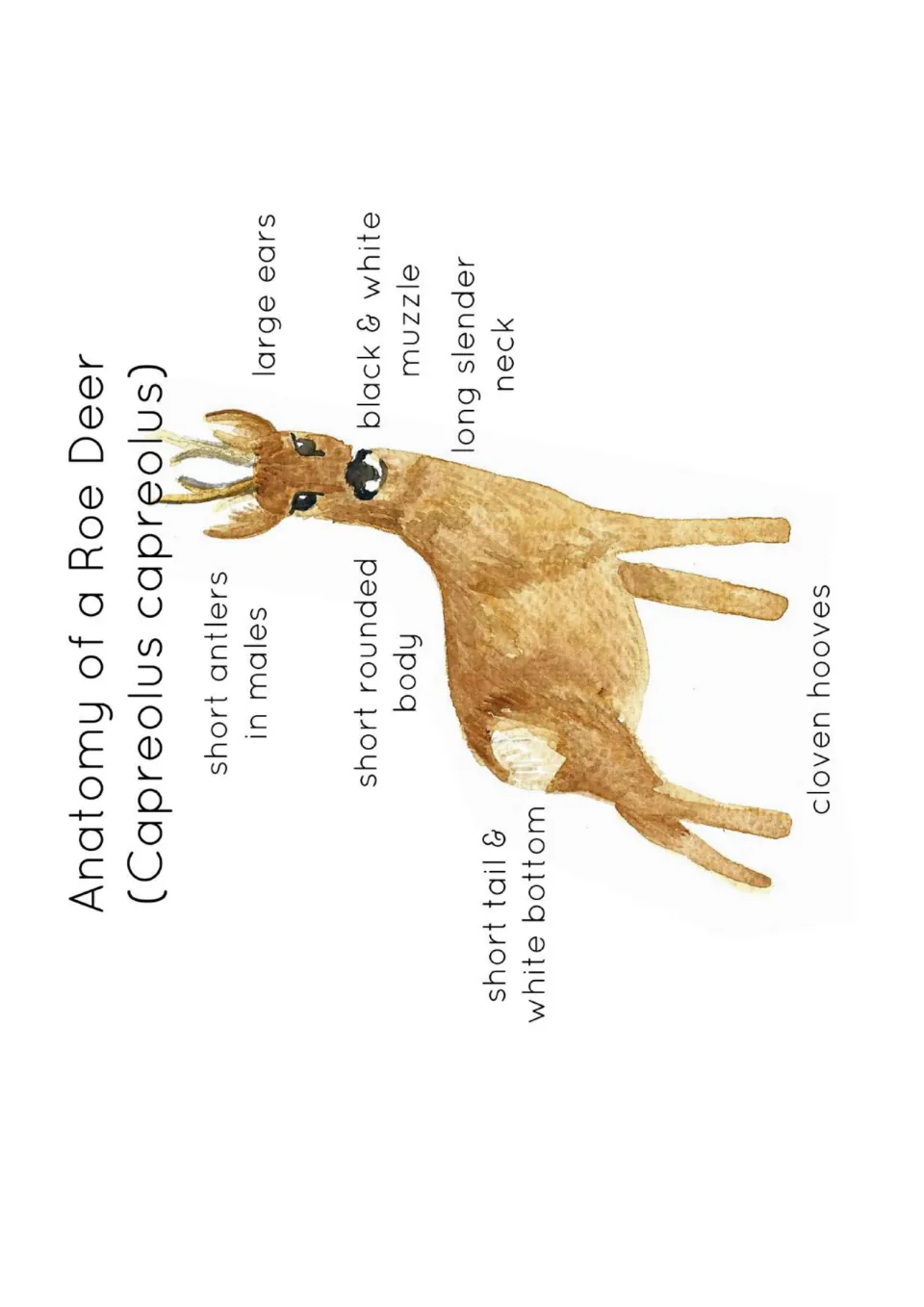 Roe deer anatomy poster labeling short antlers in males, large ears, a black and white muzzle, and cloven hooves