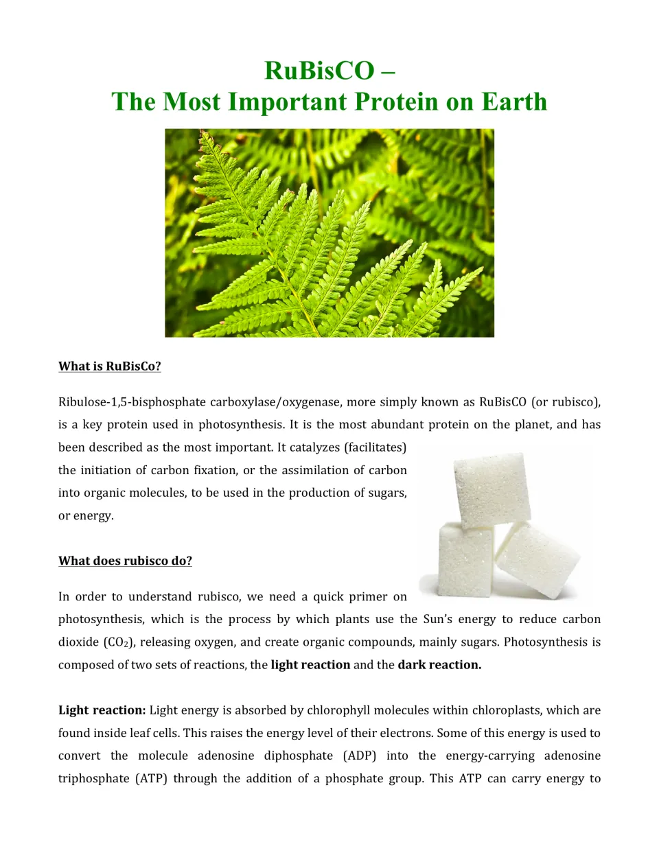 RuBisCO article opener: students read what the protein is and does, with a photosynthesis primer and the light reaction