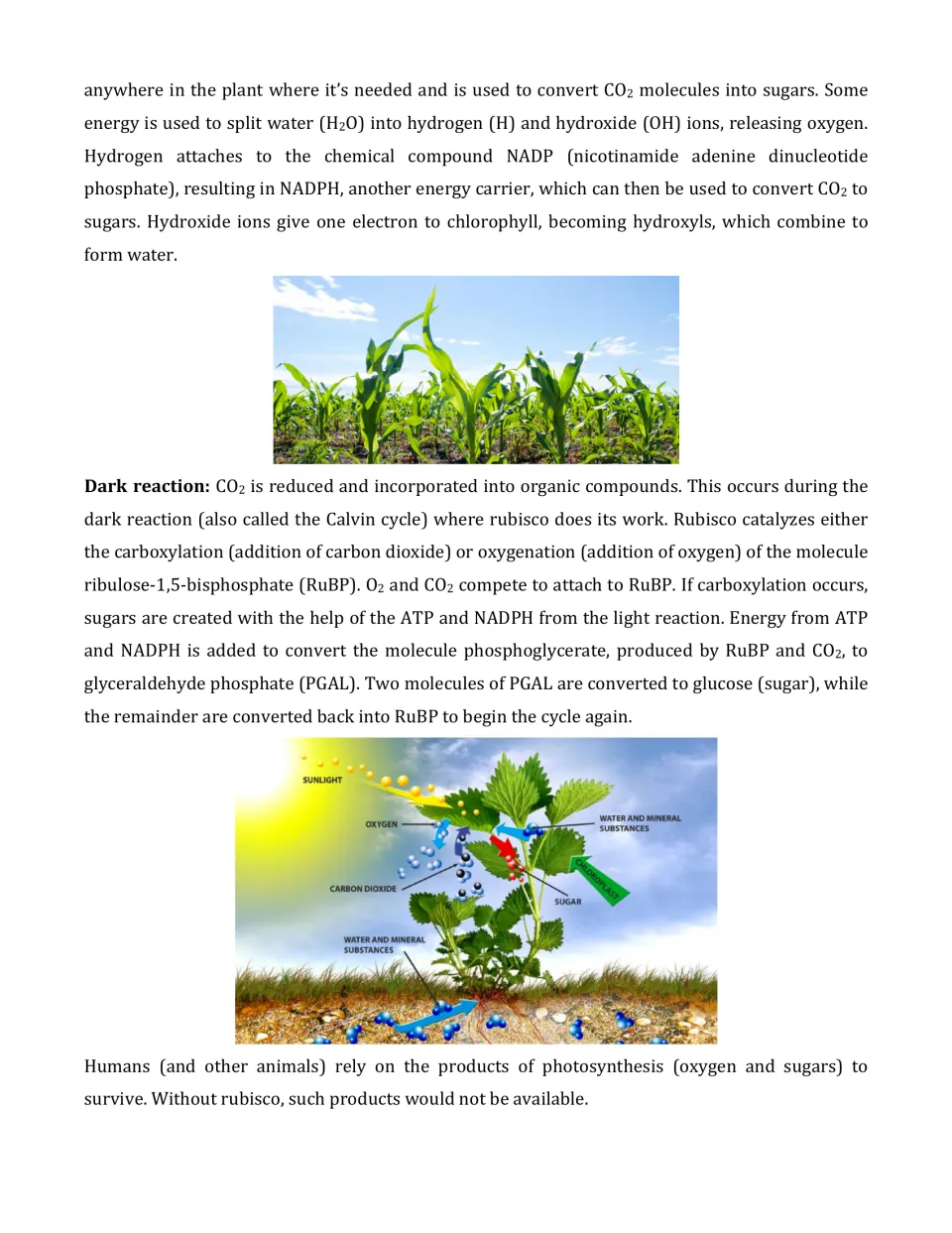 Calvin cycle reading: students learn how rubisco fixes CO2 to RuBP in the dark reaction, with a photosynthesis diagram