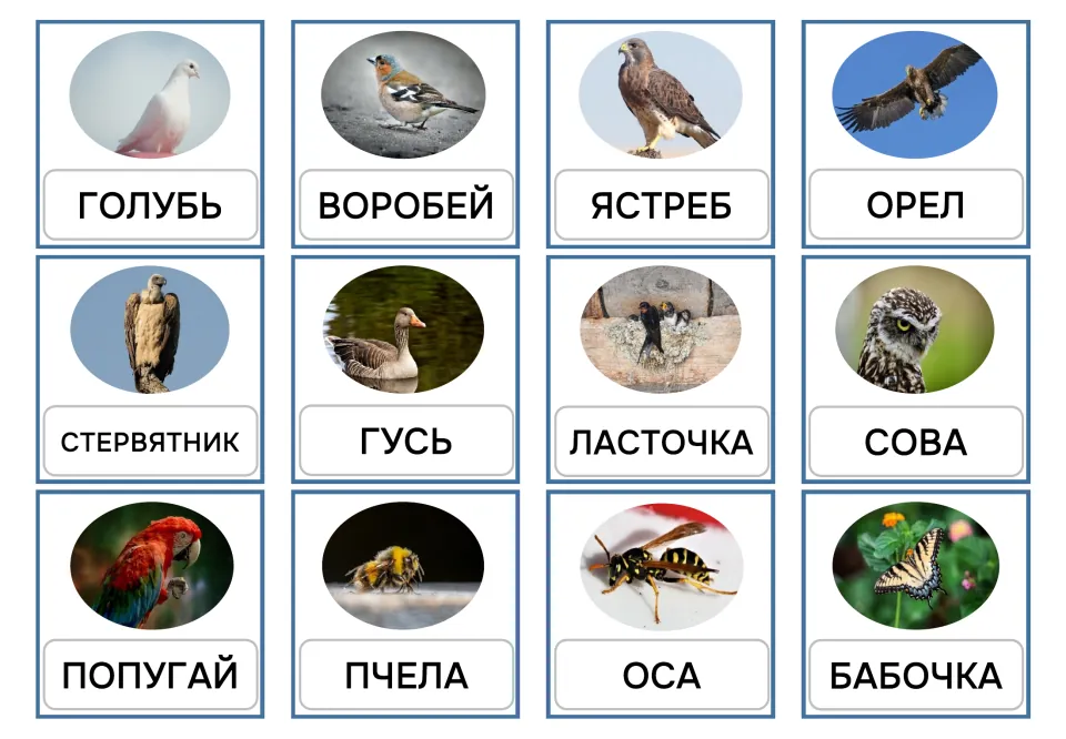 Russian uppercase vocabulary cards 1–12: ГОЛУБЬ (pigeon), ВОРОБЕЙ (sparrow), ЯСТРЕБ (hawk) and nine more