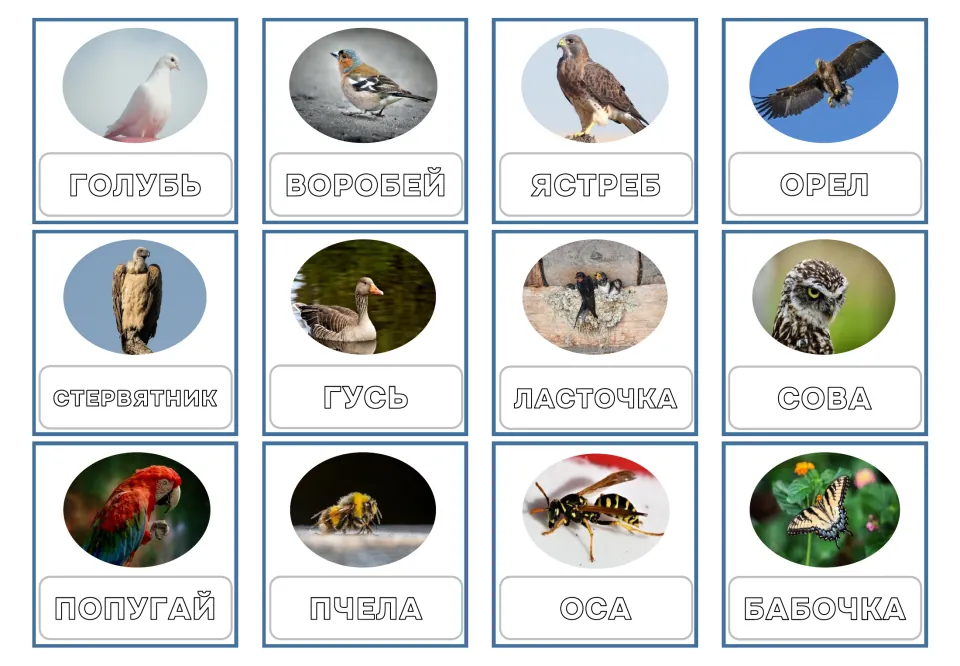 Russian outlined uppercase cards 1–12: ГОЛУБЬ (pigeon), ВОРОБЕЙ (sparrow), ЯСТРЕБ (hawk) and nine more