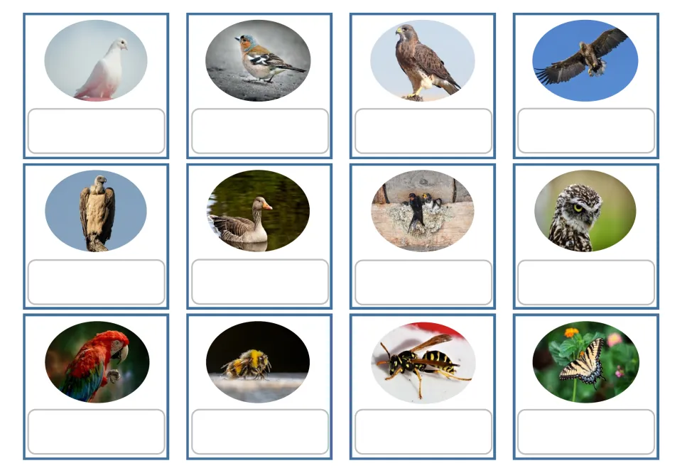 Russian vocabulary picture cards 1–12 with blank labels: nine bird photos and bee, wasp, and butterfly