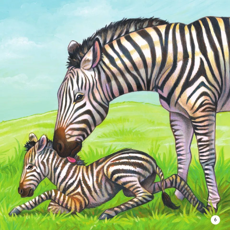 Zebra mother and newborn foal: painting of the mother nuzzling her foal as it lies in green grass, with no text