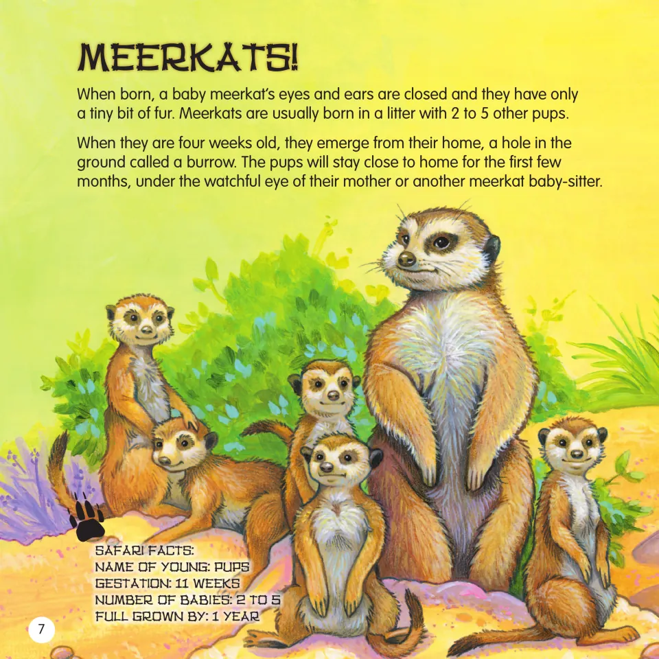 Meerkats! reading on pups born with closed eyes and ears, leaving the burrow at four weeks, plus Safari Facts on pups