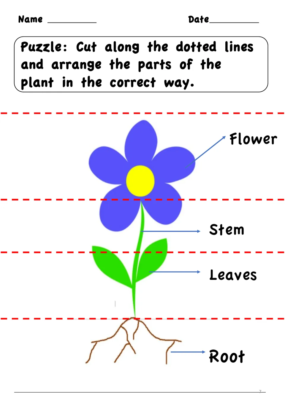 Plant parts puzzle: students cut the labelled flower, stem, leaves and root strips apart and arrange them in order