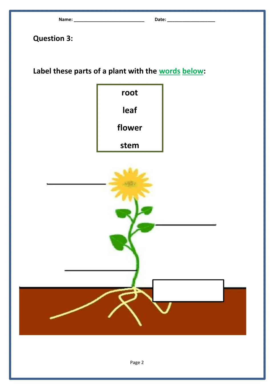 Parts of a plant diagram: students label the root, leaf, flower and stem of a sunflower using the word bank