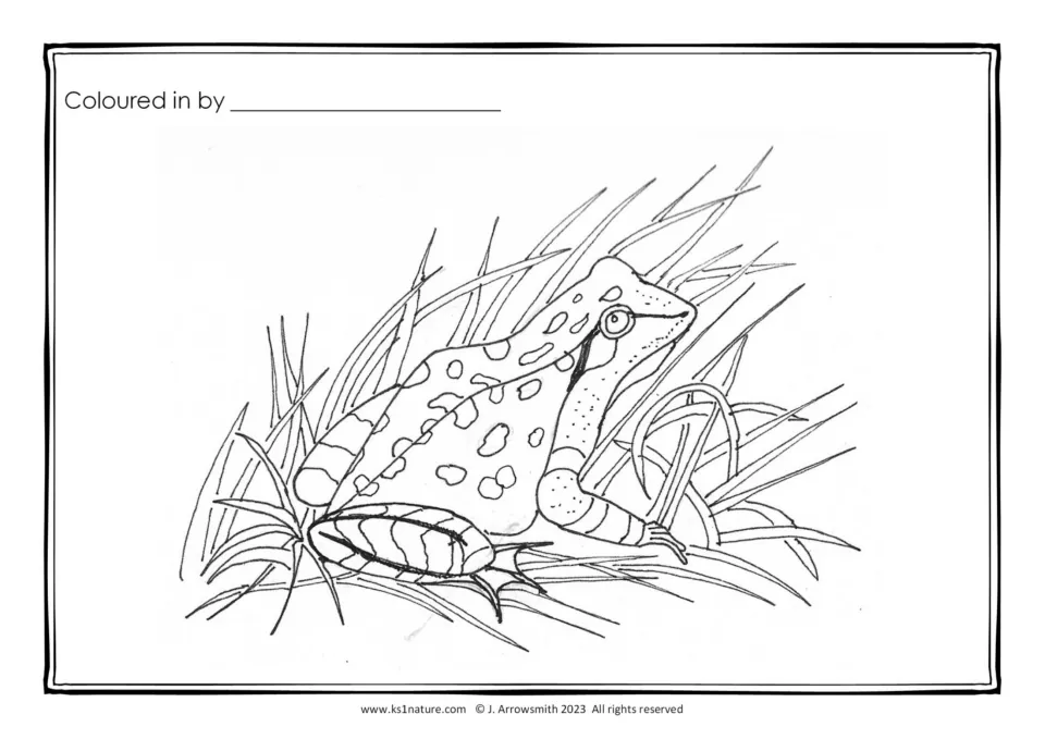 Common frog line drawing: students colour a spotted frog sitting in grass and write their name on the Coloured in by line