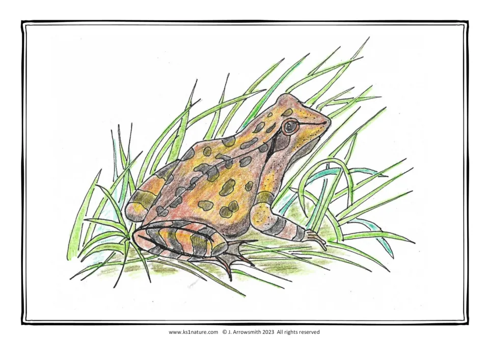 Coloured frog model: a brown and orange frog with dark spots and striped legs sits in green grass as a colouring guide