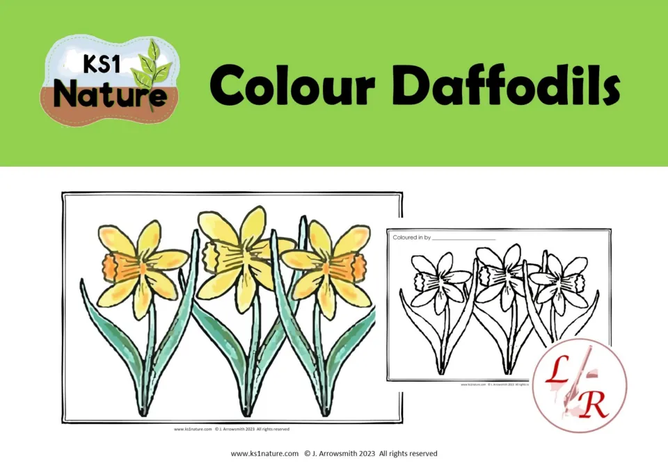 KS1 Nature Colour Daffodils cover showing a coloured daffodil picture beside its blank outline version to colour