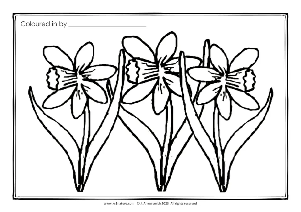 Daffodil colouring sheet: students colour three outlined daffodils with trumpets, petals and leaves, then write their name