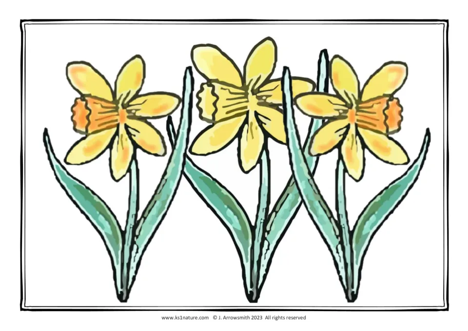 Daffodil colour reference: three daffodils with yellow petals, orange trumpets and green leaves to guide colouring