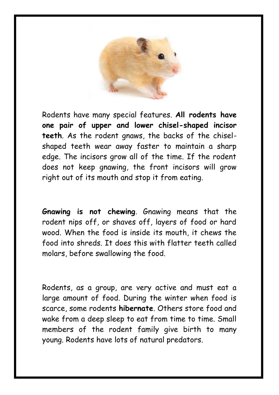 Rodent features reading: students learn how chisel-shaped incisors keep growing, gnawing versus chewing, and hibernation
