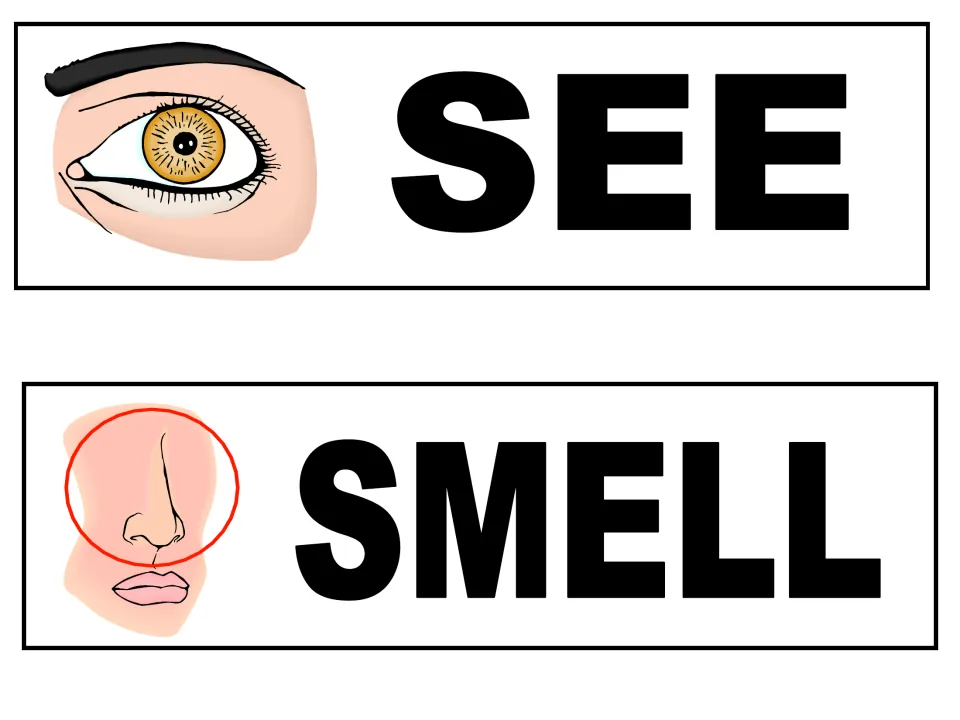 Five senses word cards for SEE and SMELL, pairing an eye drawing and a nose drawing with each large printed word