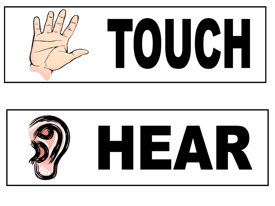 Five senses word cards for TOUCH and HEAR, with a drawing of an open hand and a drawing of an ear beside each word
