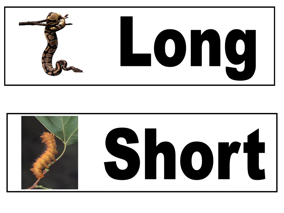 Describing words Long and Short: a photo of a snake hanging from a branch and a photo of a caterpillar on a leaf