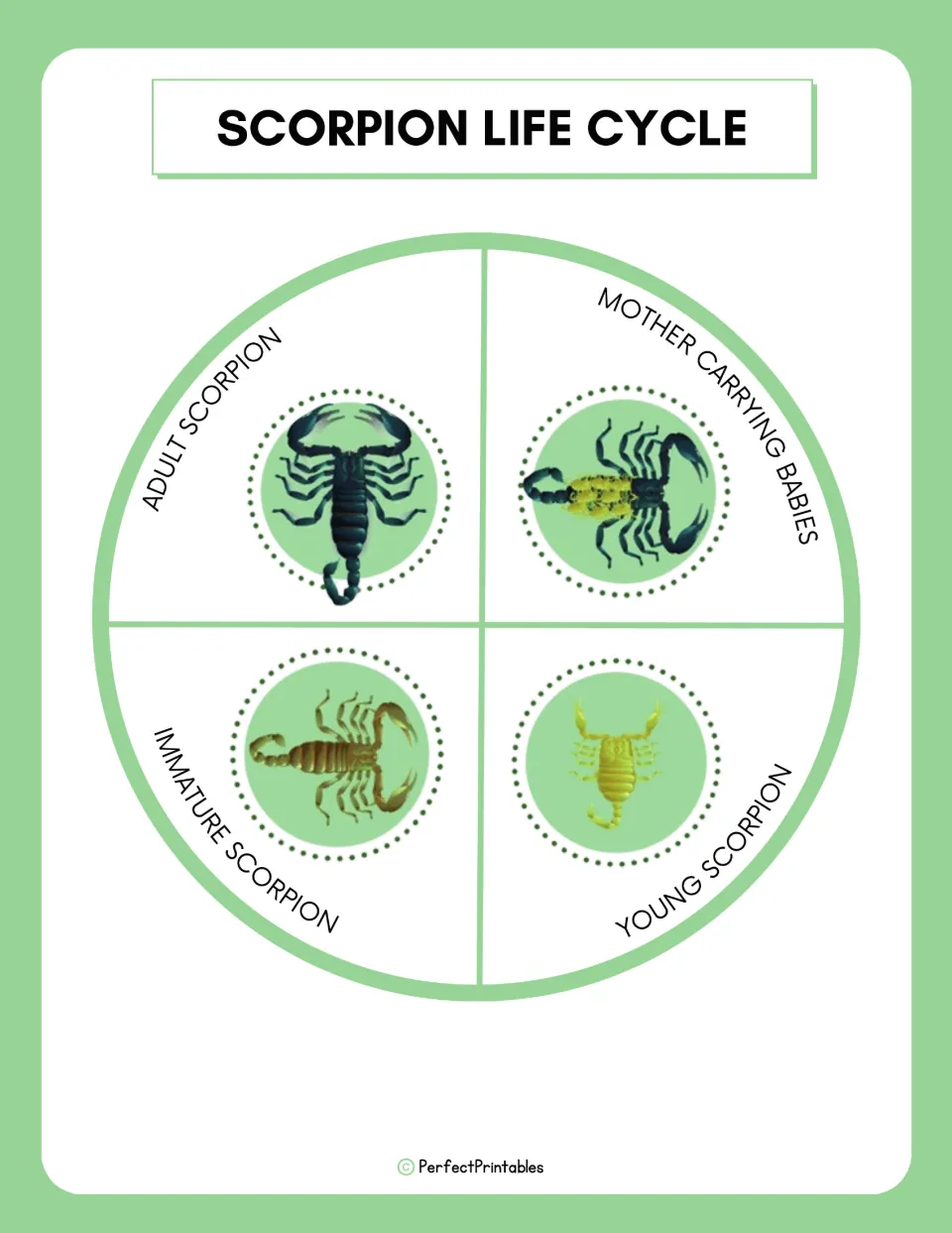 Scorpion life cycle wheel showing four stages: mother carrying babies, young, immature and adult scorpion with pictures