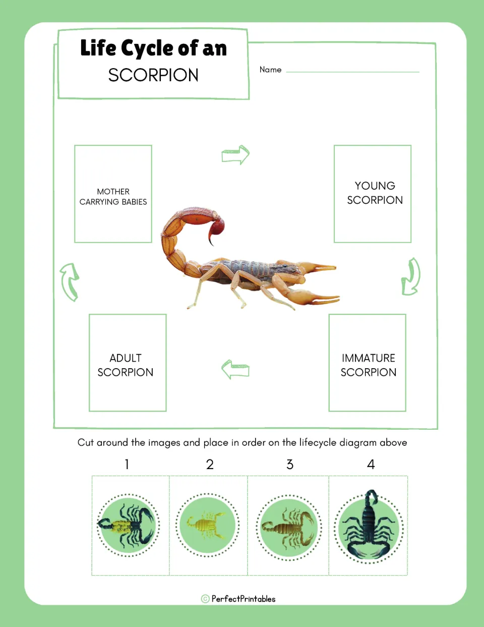 Scorpion life cycle sequencing: students cut out four stage pictures and place them in order on the arrow diagram