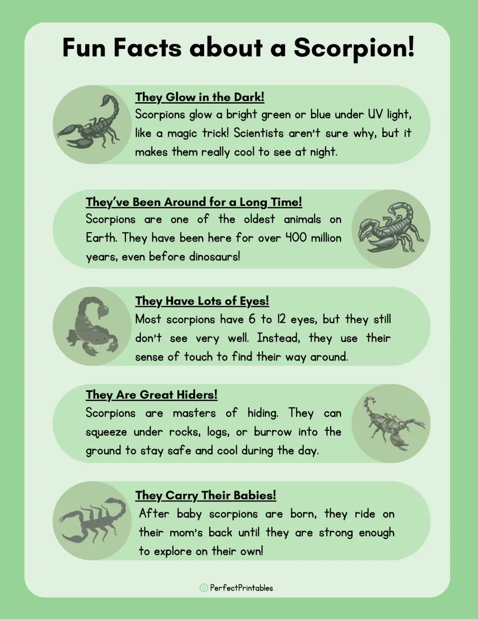 Fun Facts about a Scorpion: five facts on glowing under UV light, 400 million years on Earth, eyes, hiding and babies
