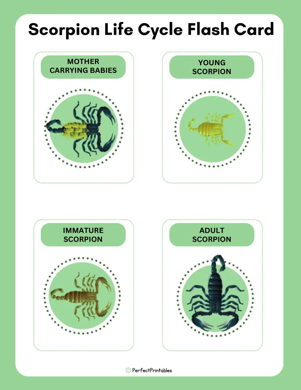 Scorpion life cycle flash cards: four picture cards labeled mother carrying babies, young, immature and adult scorpion