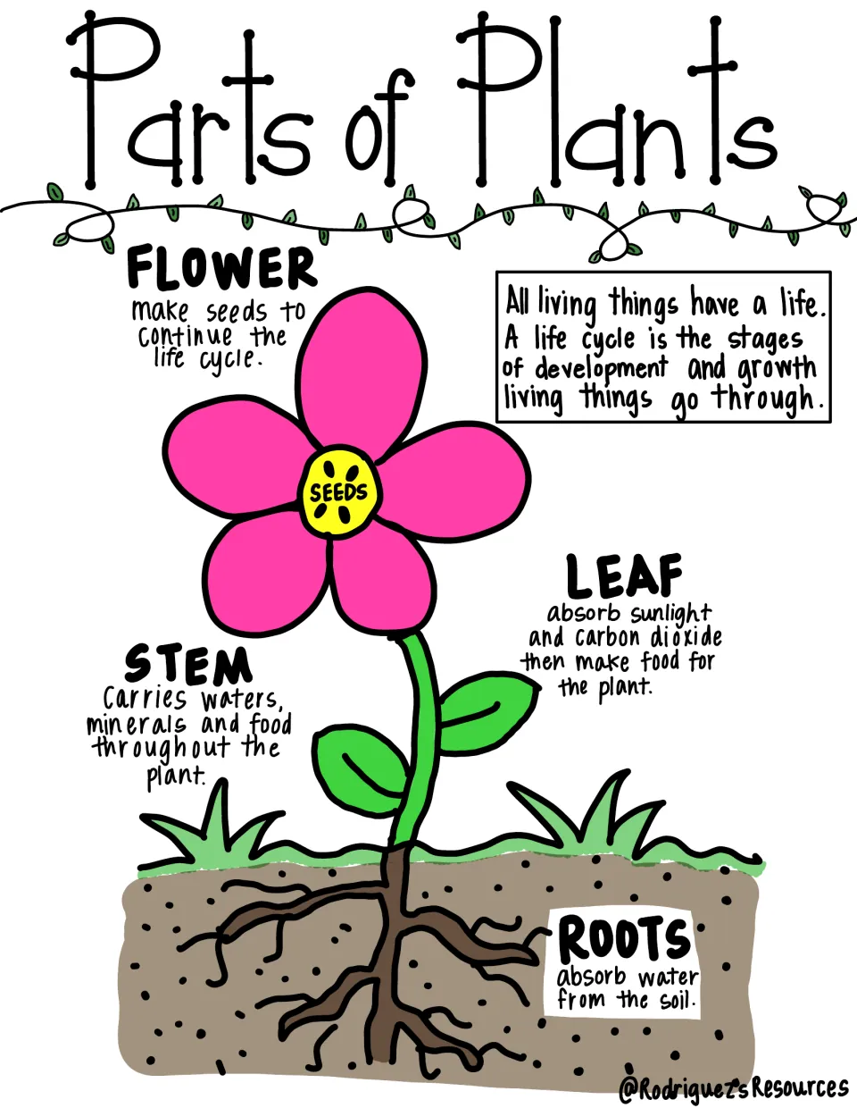 Color plant-parts reference notes explain flower, leaf, stem, and root functions beside a plant diagram