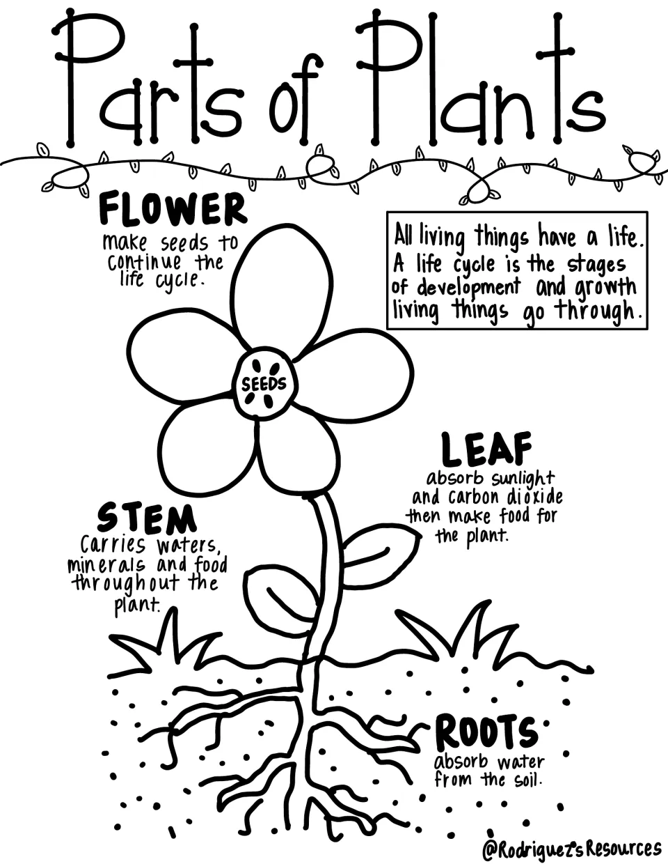 Black-and-white plant-parts reference notes explain flower, leaf, stem, and root functions beside a diagram