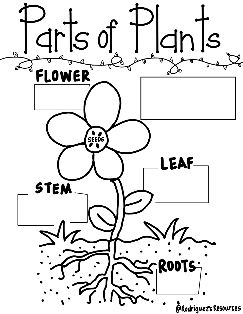 Fill-in plant-parts notes retain flower, leaf, stem, and root labels for students to add their functions