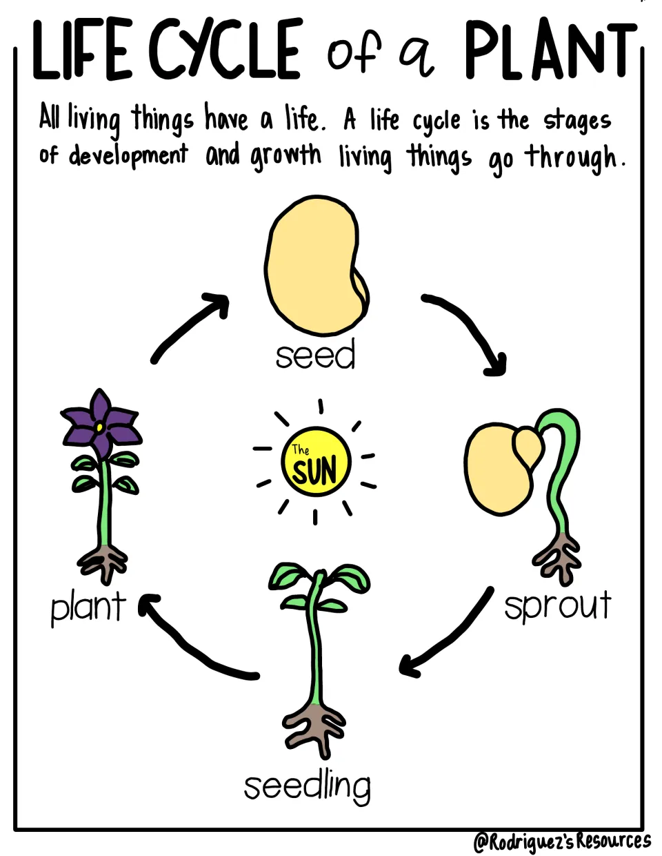 Color plant life cycle reference notes show seed, sprout, seedling, and plant stages connected by arrows
