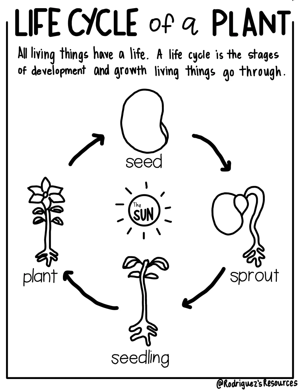 Black-and-white plant life cycle notes show the labeled seed, sprout, seedling, and mature plant stages