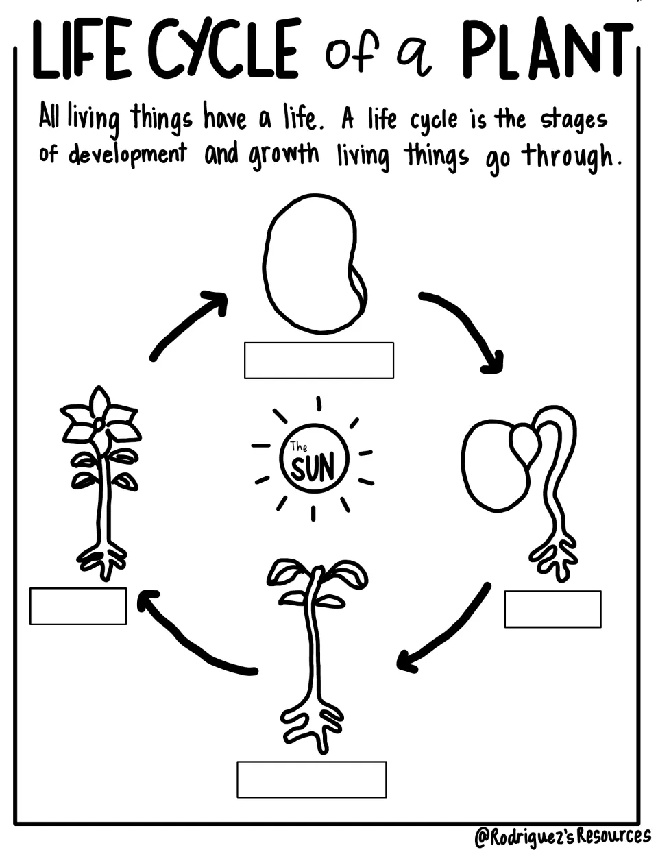 Fill-in plant life cycle notes ask students to label seed, sprout, seedling, and plant in a cycle diagram