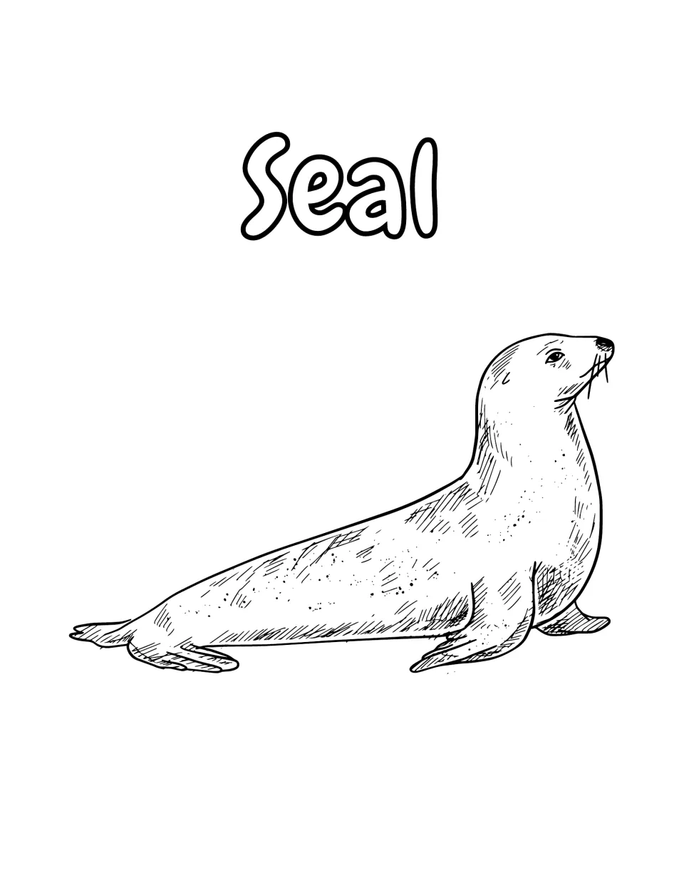 Seal coloring page: students color a detailed sketch of a seal propped up on its front flippers, whiskers and all